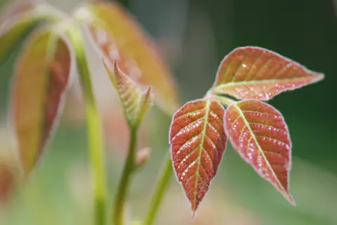 Heilpflanze Rhus toxicodendron