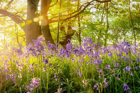 Blumen im Wald