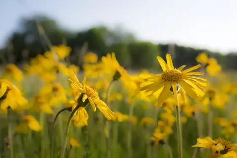 Arnica montana