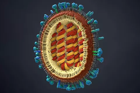 Hier sieht man einen Querschnitt eines Virus der für einen grippalen Infekt verantwortlich ist.