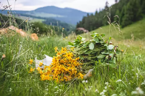 Pflanzenbild von arnica montana