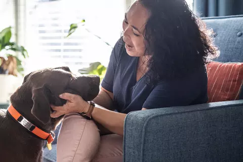 Frau streichelt Jagdhund