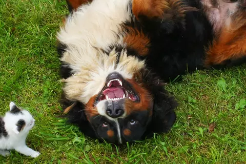 Hund und Kitten liegen auf einer Wiese