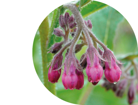 Symphytum (Gemeiner Beinwell)