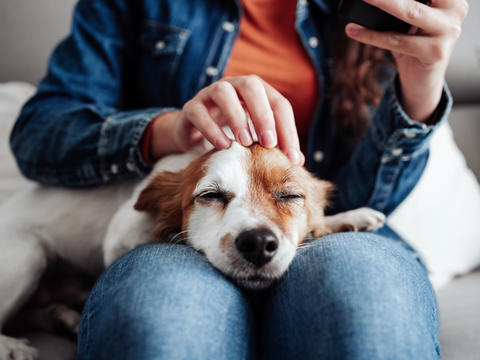 Hund liegt auf dem Schoß einer Frau