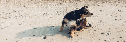 Hund sitzt am Strand und kratzt sich