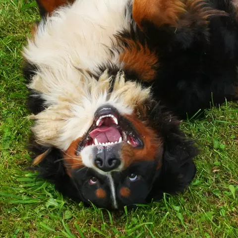 Hund und Kitten liegen auf einer Wiese