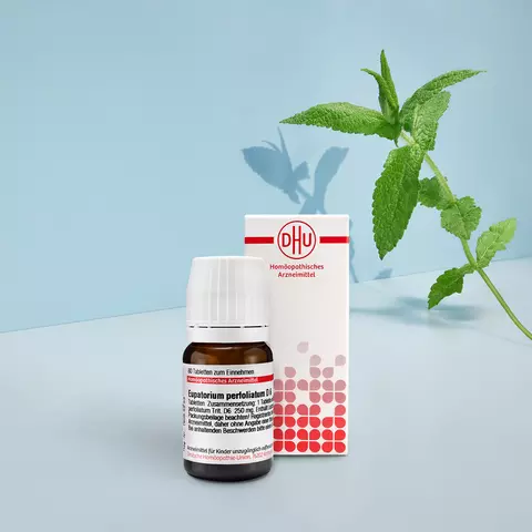 Packshot von Eupatorium mit Pflanzenbild