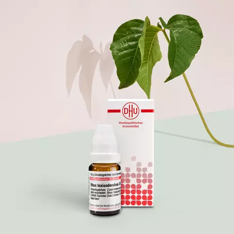 Packshot von Rhus toxicondendron mit Pflanzenbild