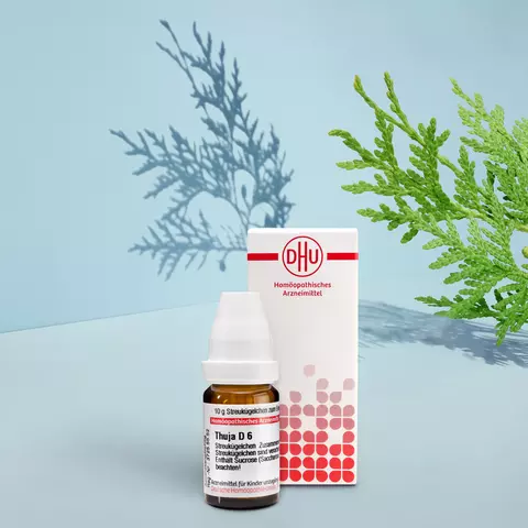 Packshot Thuja mit Pflanze