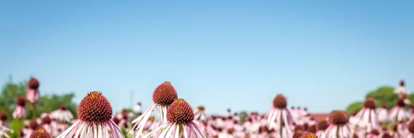 Echinacea angustifolia