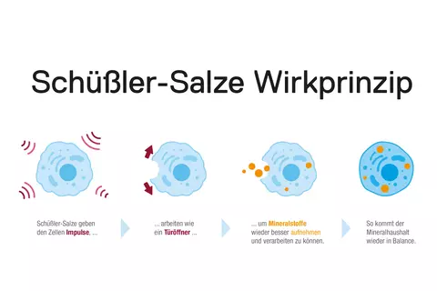 Schüßler-Salze Wirkprinzip