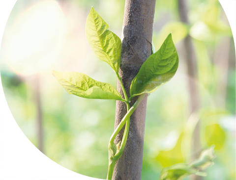 Rhus toxicodendron Pflanze