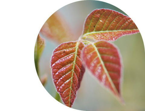 DHU Rhus comp. Gel